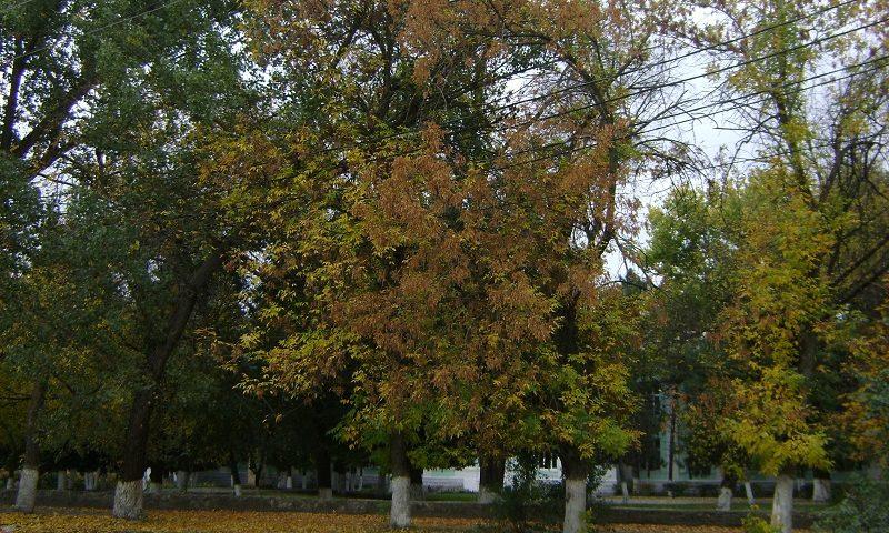 Погода в шахтах на 3 дня. Осень в городе Шахты. Погода Шахты ноябрь. Погода в Шахтах Ростовской области на 10. Погода в Шахтах Ростовской области на 14 дней.